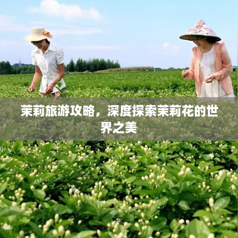 茉莉旅游攻略，深度探索茉莉花的世界之美